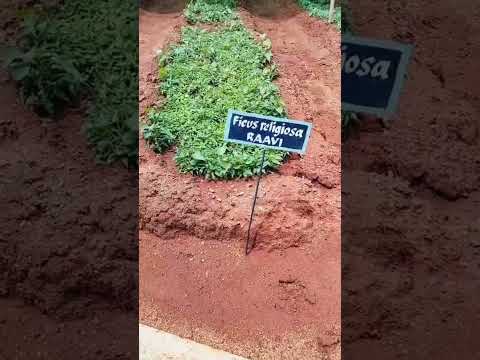 Tellapur Nursery| GHMC Urban Forestry Nursery Tellapur