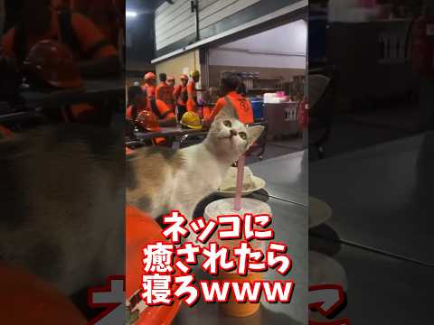 ネッコの動画で癒されたら寝ろｗｗｗ　#2ch #2ch動物スレ #2ch面白いスレ #動物 #犬 #猫 #癒やし #ねこ