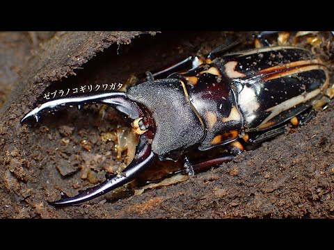 ゼブラノコギリクワガタの成虫掘り出し結果【クワガタ飼育】