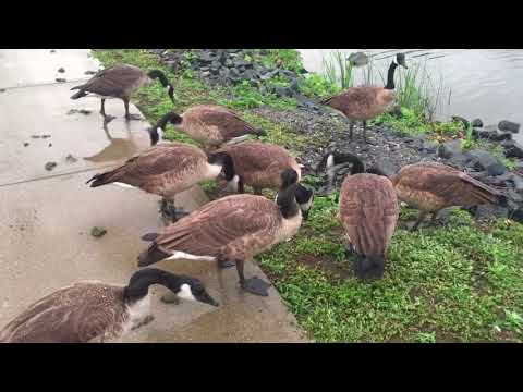 Geese noises