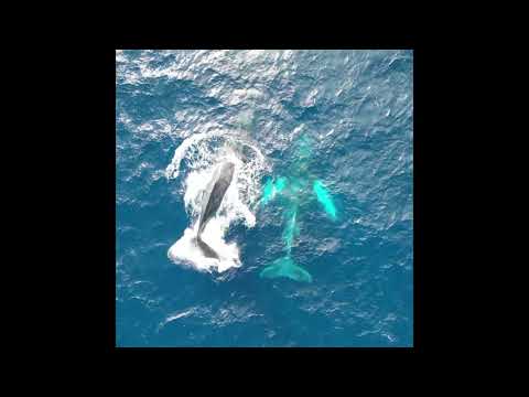 【船上から聞こえるクジラの声】奄美大島南部 ホエールウォッチング by ゼログラビティ / Amami Island whale watching