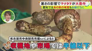 秋の味覚『マツタケのナゾ』…大豊作の長野では去年の半値以下あるのに隣の愛知では“姿すらない”スーパーも