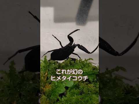 コレがあの幻のヒメタイコウチ