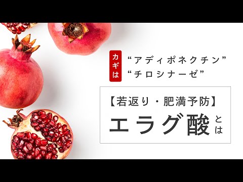 【若返り】ウロリチンに含まれる奇跡の成分「エラグ酸」とは？