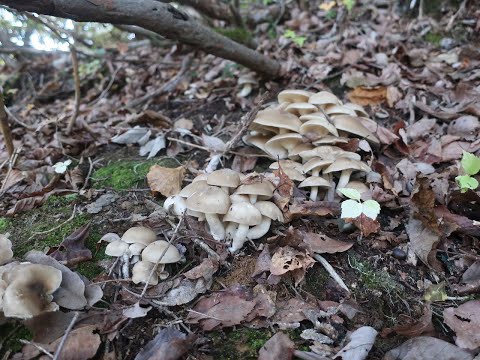 きのこ狩り　ホンシメジ　天然きのこ料理　飛騨季節料理　肴