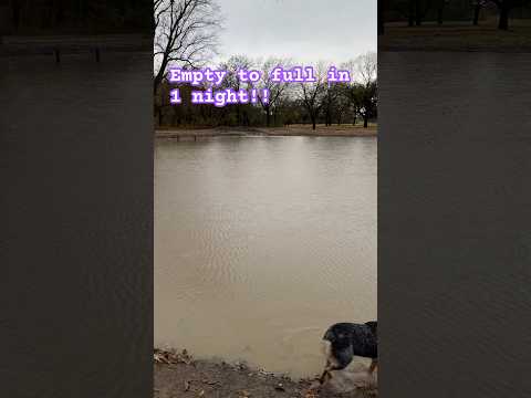 New pond is full of water #shortsvideo #ponds