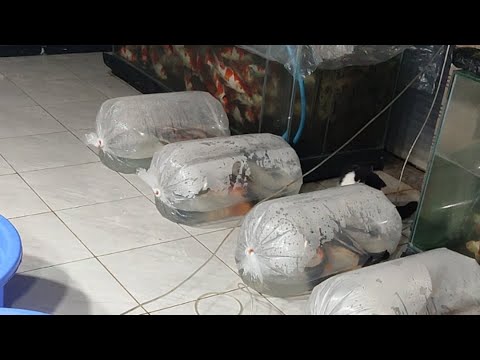 ARINOR KOI bongkar Kabuto dan platinum