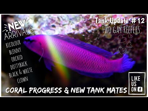 New Tank Mates! Tank Update 12