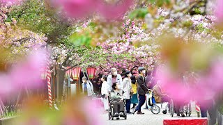 【桜列島2023】造幣局通り抜け　一足早く楽しむ