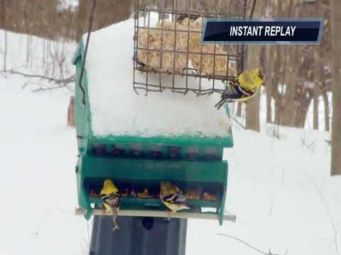 American Finch    2018