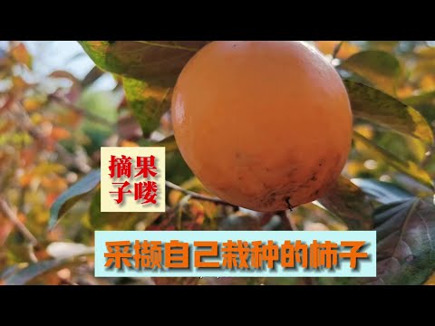 威海乳山银滩院前栽种了一棵柿子树，今年收获还不错