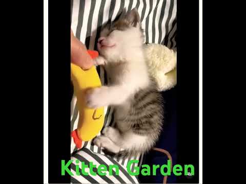 Kitten Garden Delights: Adorable Adventures in a Playful Paradise  #cat #animals #catlovers