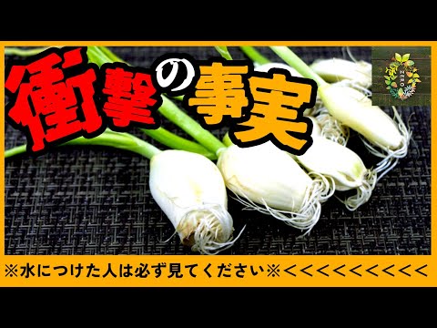 スーパーのニンニクが10日後さらにとんでもないことになった【再生栽培】