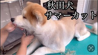 秋田犬のトリミング　サマーカット　ノゾミちゃん