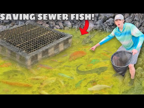 Saving AQUARIUM FISH From DRIED UP SEWER!