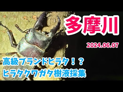 【昆虫採集】多摩川 河川敷 ヒラタクワガタ樹液採集 2024.06.07［ヒラタクワガタ、コクワガタ、ノコギリクワガタ、クワガタ、クワガタ採集、多摩川、川崎］