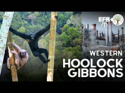 Western Hoolock Gibbon and its threatened Ecosystem | Assam, India | EFI x EFA