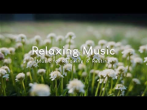 放鬆音樂Relaxing Music｜看著清新的小白花，聽著輕柔的音樂，讓心靈感受到大自然的溫柔撫慰