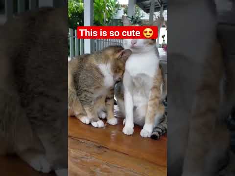 They're cute 😍 #catlover #cat #trendingshorts #vuralfunnycat2023 #viralvideo #shorts #animallover