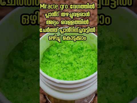 ജമന്തി പ്ലാൻ്റ് തഴച്ചുവളരാനും നിറയെ പൂക്കൾ വരാനും #youtubeshorts # Kerala garden ideas # shorts