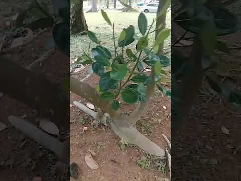 Jackfruit (langka) #shortviral #langka