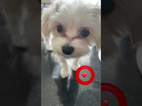 Tap the circle really fast!❤️⭕️#dragon1256 #puppy #dog #cute #cutedog #shorts #tapthecircle