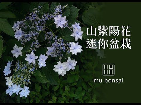 山紫陽花種成迷你盆栽 花怎麼開∣茉莉愛草 mu bonsai