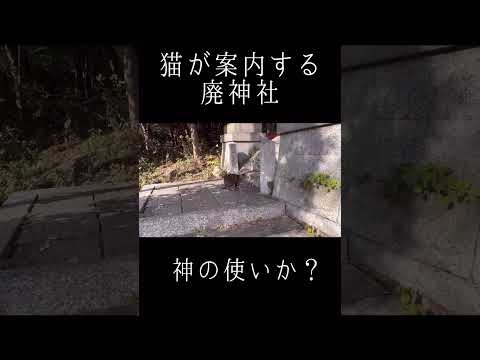 猫が案内する廃神社！不思議な体験でした！ #shorts