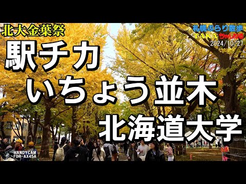 駅チカ・いちょう並木・北海道大学【北大金葉祭】【紅葉】【札幌ぶらり散歩】【札幌観光】