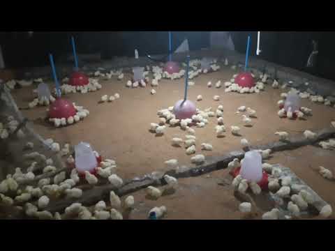 এটা করুন পাখির growth দেবে দারুণ ...// this is the best tips for your poultry farm...