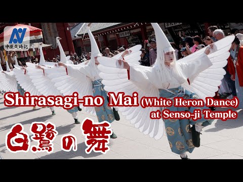 【Asakusa】Shirasagi-no Mai (White Heron Dance) 【14th.April.2024】