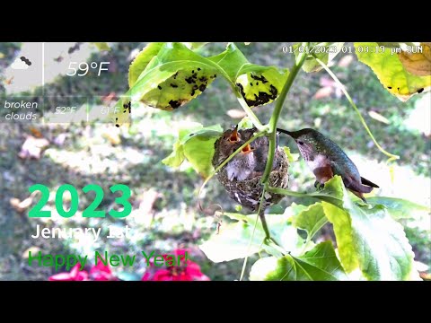 Hummingbird Mamma Flora feed fledging Holly and Berry from a Leaf on New Year's Day 2023