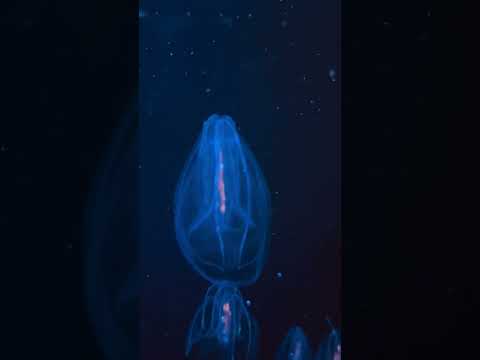 Bioluminescence, Meet the Comb Jellies