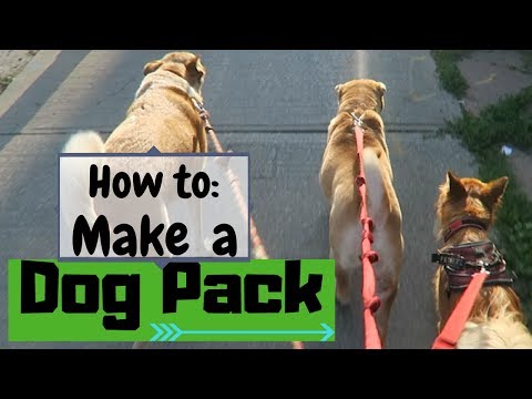 How to Form a DOG PACK (for dog walkers)