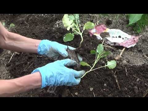 Planting The Broccoli Seedlings Out In The Garden