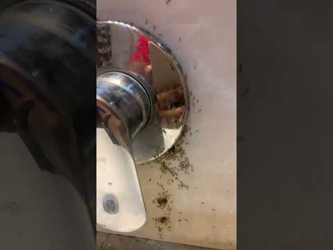 Ants 🐜 in Washroom