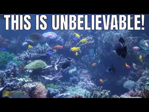 largest marine aquarium in the world 2019