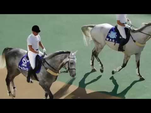 札幌競馬場の新誘導馬　ゲームフェイス