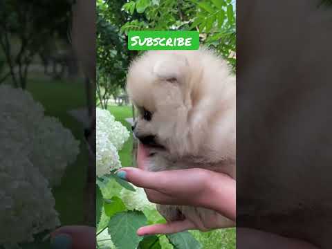 Dog short video/ cute short video #shorts #dog #puppy