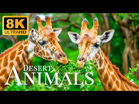 Desert Animals 8K ULTRA HD🐾Relaxing Scenery Film With Soothing Piano Music