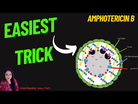 Amphotericin B Mechanism of Action Tricks | Antifungal Animation