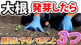 【大根】綺麗な大根にするために、発芽したらこれをやってください！