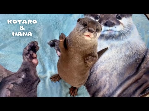 Otters Give Their New Blanket Merch the Ultimate Cuddle Test