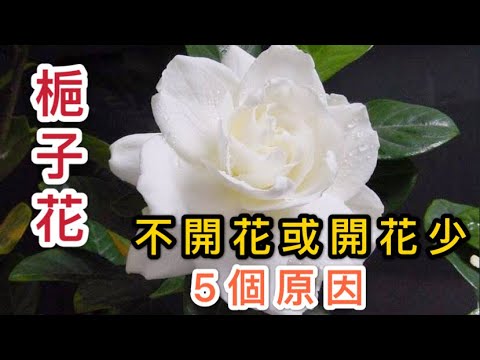 【天天小花農】梔子花不開花或開花少？這5個原因總有一個曾踩中過