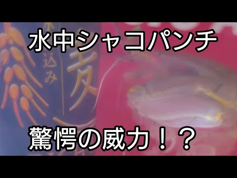 水中シャコパンチやいかに！？#shorts