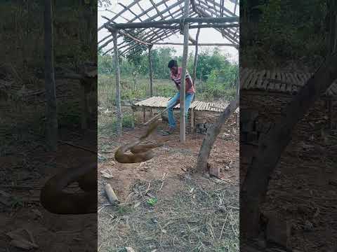 Snake attack #reel #reels #trending #viral #viralreels #video #tiger #wildlife #reelsvideo