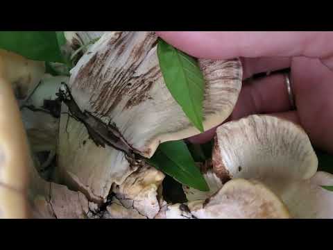 Black Staining Polypore Stir Fry