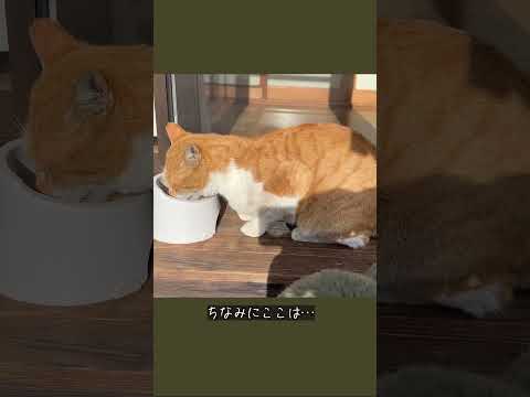 縁側ねこ コタの思い出｜縁側で朝ごはん（秘蔵VTR）