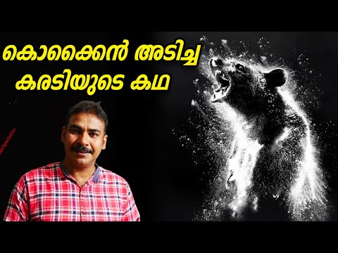 കഞ്ചന്‍ കിറുക്കിയ കരടി|real story of cocaine bear|nia tv|noyal idukki|Malayalam|Hunting story|