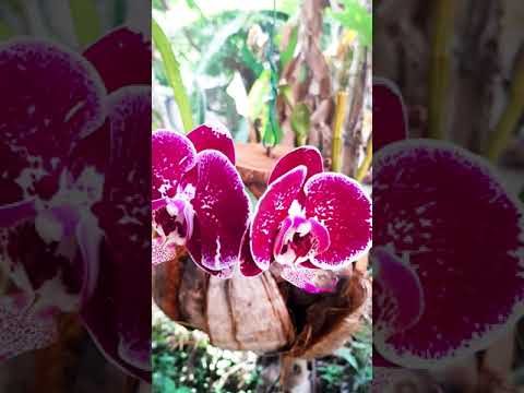 Phalenopsis Flowers #Shorts